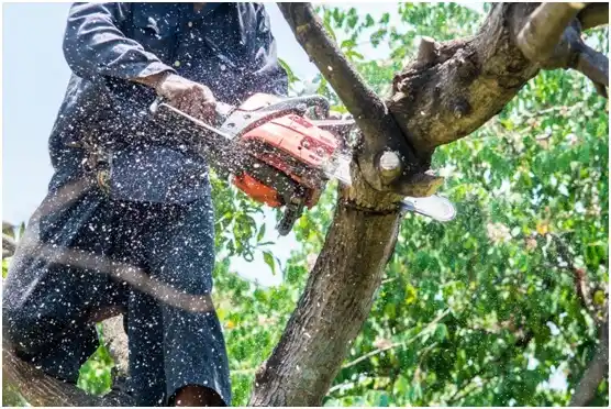 tree services Tharptown